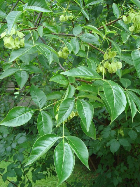 Ptelea trifoliata fruit P2A